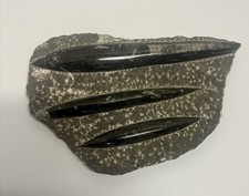 Fossil Plaque Orthoceras Fossil Plaque Rock