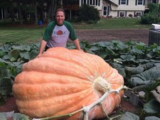 Giant Pumpkin Seeds Wallace's Whoppers  World Record Variety  Non GMO