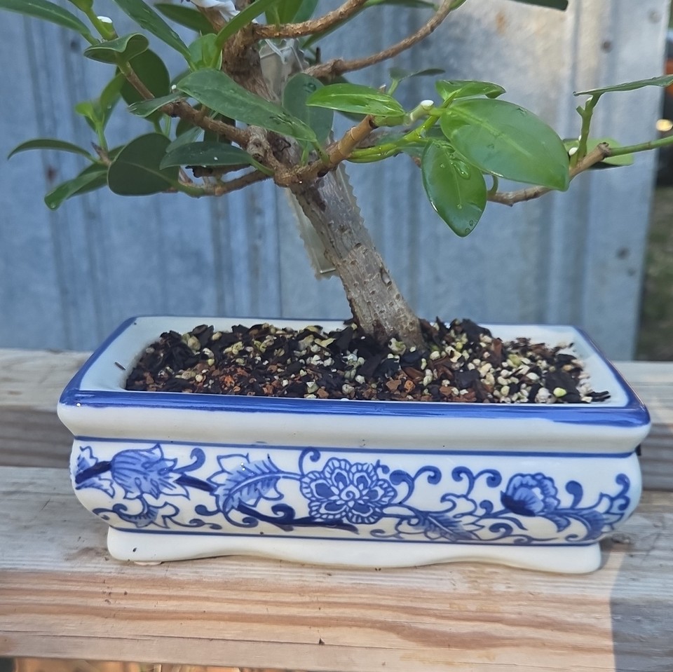Green Island Ficus Bonsai Tree Potted Plant Indoor Blue & White 7