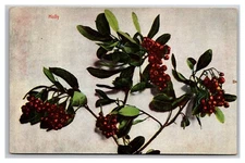 Holly and Berries Branch UNP DB Postcard Z5