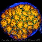 Corals of Eden ~ WYSIWYG Live Coral Frag ~ Pompeii Leptastrea Coral LPS SPS — photo 3
