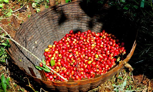 100% Jamaican Blue Mountain & Kona Coffee Beans Medium Roasted 3 Pounds Each - Picture 15 of 24