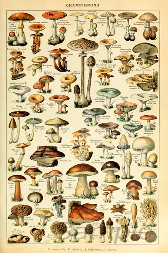 VINTAGE MUSHROOMS BOTANICAL A4 POSTER PRINT