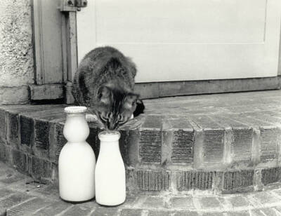 Kitten Licking Milk from a Bottle 1933 Photo Picture shows a kitten licking mi