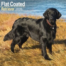 Flat Coated Retriever Calendar 2026 - Dogs - Month To View