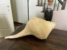 Australian Trumpet Syrinx Aruanus Seashell HUGE 24”