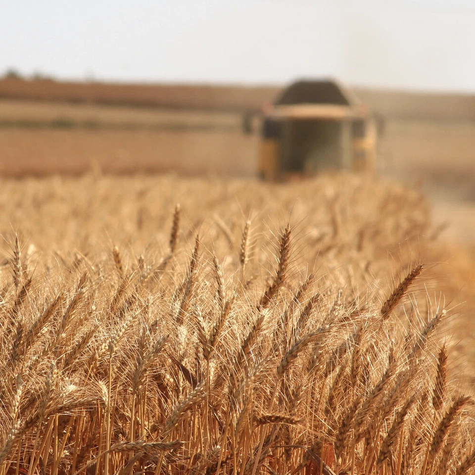 5-30kg Weizen Gereinigt Hühnerfutter Geflügelfutter Futterweizen Vogelfutter DML - Bild 4 von 4