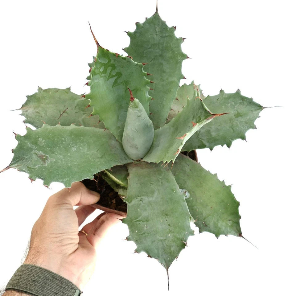 Agave marmorata x ovatifolia GRIS - Agave jaspeado | Agave lengua de ballena híbrido Foto 4 de 4