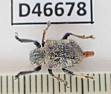 D46678. Unmounted insect: Chrysomelidae sp. Central Vietnam. Nghe An