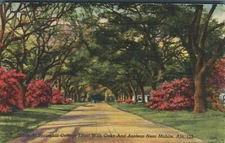 Springhill College Road Lined with Oaks & Azaleas Mobile Alabama 1945 Postcard