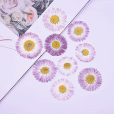 12PCS real Pressed Daisy Flower, 2 size purple dry flower for art craft FCD50