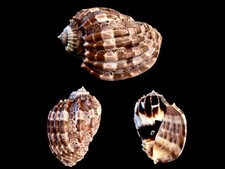 Harpidae, Harpa cabriti, Tulear, Madagascar, 93,9 mm, LARGE, SELECTED