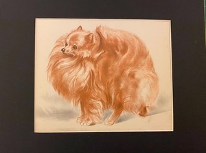 Pomeranian "Parade"  - CUSTOM MATTED - Vintage Dog Art Print - 1944 Diana Thorne