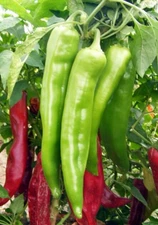 Big Jim Chili Pepper: 15 Seeds