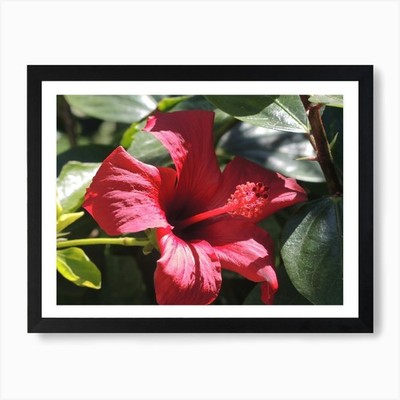 Rote Hibiskusblume Kunstdruck gerahmt Wandbild Poster Leinwanddruck Bild