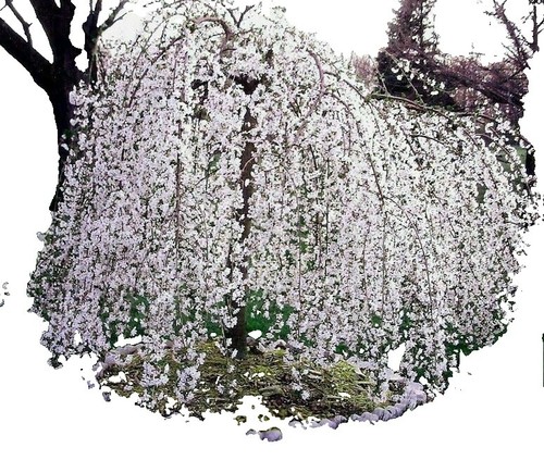 Hochstamm Zwerglorbeerkirsche Piri 60-80cm - Prunus laurocerasus | eBay