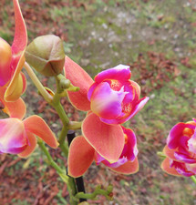 Orchidee Phalaenopsis Peloric Limited