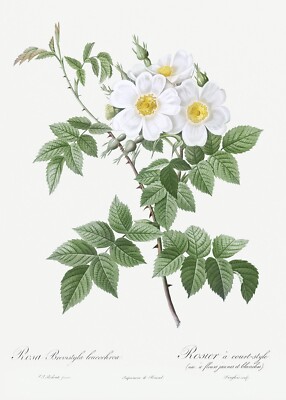 Blooming White Rosebush Les Roses by Pierre Joseph Redouté Print Repro