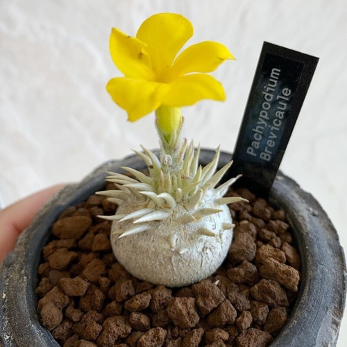 2CM Succulent Cactus Plant Pachypodium Brevicaule Densiflorum Home Garden Plant