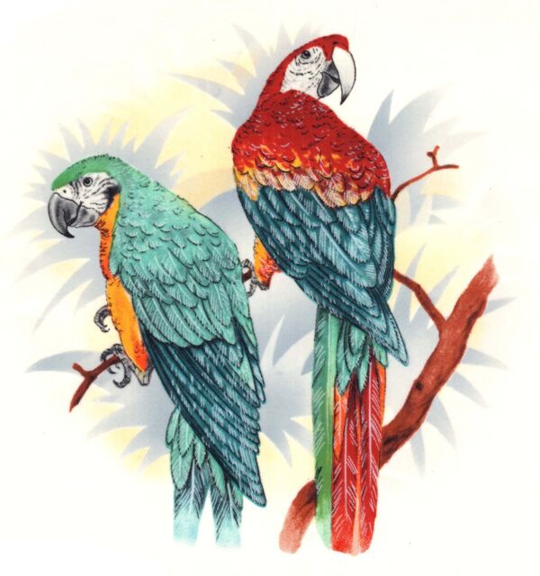 Parrot Pair Birds Select-A-Size Waterslide Ceramic Decals Bx
