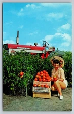 E.D. Hortenstine & Sons Gays Illinois Hybrid Tomatoes for Mattoon Market 1963