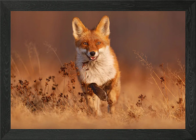 Fox Run Gerahmtes Wandbild Poster Leinwanddruck Bild