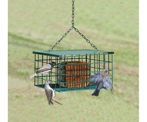 Squirrel Resistant Suet Palace Bird Suet Feeder Ebay