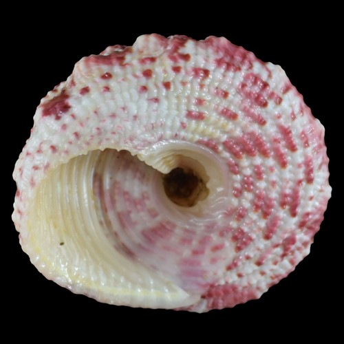 TROCHUS FERREIRAI (Bantayan Isl., Filippine) 22,6 mm #40004 - Foto 4 di 4