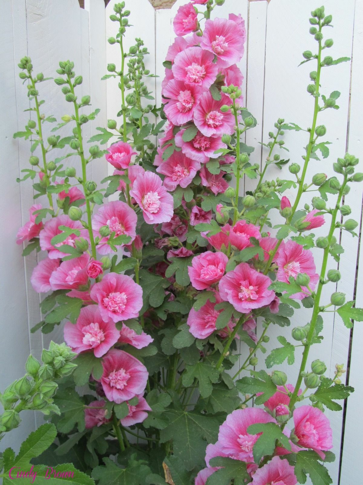 Holbeach Roses Summer Carnival Hollyhocks Seeds |Alcea Rosea Rose Holly Garden Flower ...
