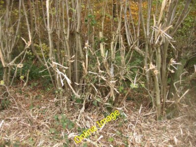 Foto 6x4 kurzer Rücken, ohne Seiten Pardown c2013