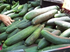 100+ Straight eight Cucumber Seeds ---- HEIRLOOM - NON GMO - ORGANIC --- FRESH