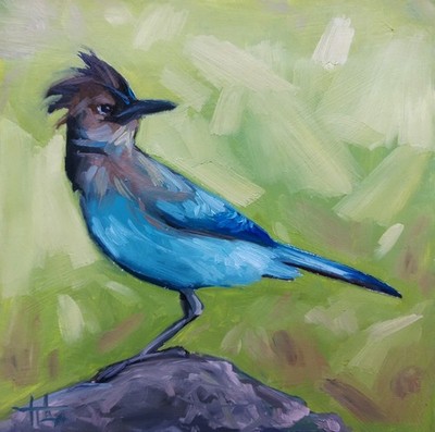 Original Painting Steller's Black-headed Blue Jay 6x6 Inch