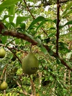 PUMPKIN TREE crescentia cujete 10 seeds - seeds