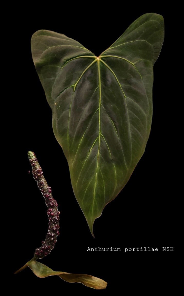 アンスリウムポーティラエ（NSE）anthurium portillae