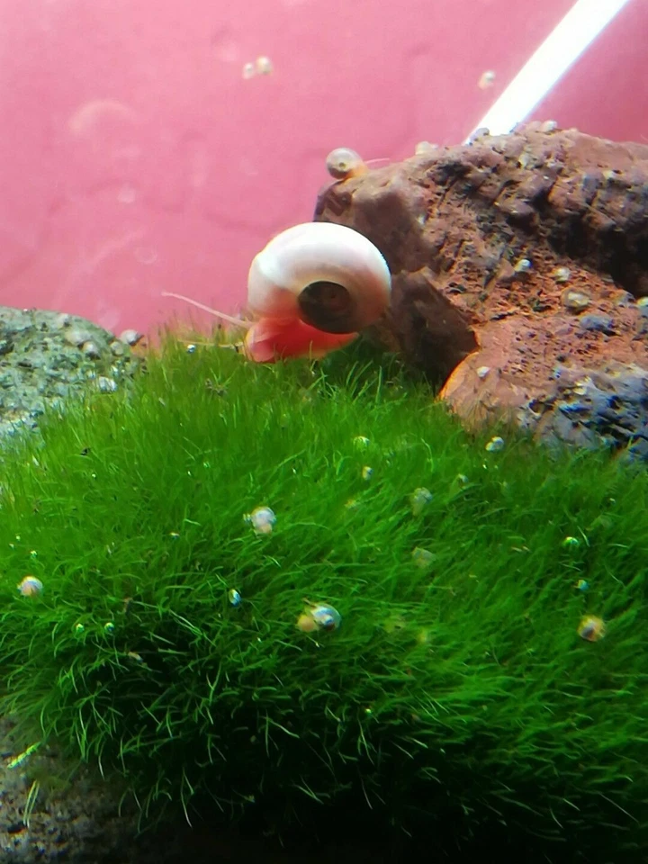 8+Rosa/Rojo/Azul Leopardo/Mezcla Color Caracoles Ramshorn Agua Dulce Acuario Estanque Caracol Foto 4 de 4