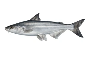 Pangasius Catfish Basa Swai Fish Self Adhesive Vinyl Wall Sticker Decal