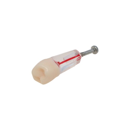 Modelo de dientes de conducto radicular endo dental de 10 piezas para estudio y enseñanza modelo de práctica de ECA - Imagen 74 de 154