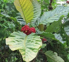 Pentagonia macrophylla | Large-Leaved Pentagonia | 5 Seeds