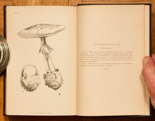 Moulds, Mildews, and Mushrooms by Lucien Marcus Underwood 1899 1st HC - Picture 11 of 12