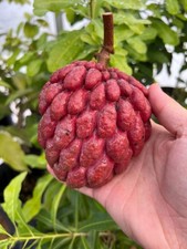 Rare Red Sugar Apple (Annona squamosa) Exotic tropical live Fruit
