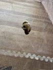 Vintage Mesh Food Cover Umbrella – Foldable Fly & Mosquito Guard for Meals — photo 9