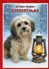 Havanese Dog Christmas Card  (4"x 6") (Blank inside) by Starprint
