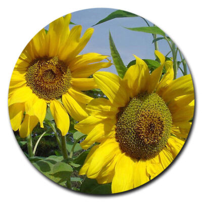 SUNFLOWER FLOWER Pendant Charm On 20'' 925 Sterling Silver Necklace Women Gift