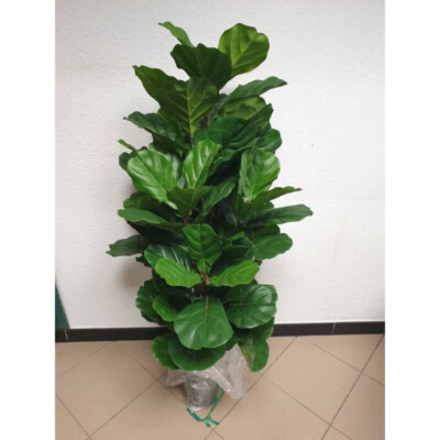 Künstliche Geigenfeige Ficus Lyrata Kunstpflanze im Topf Höhe 120-130 cm Pflanze