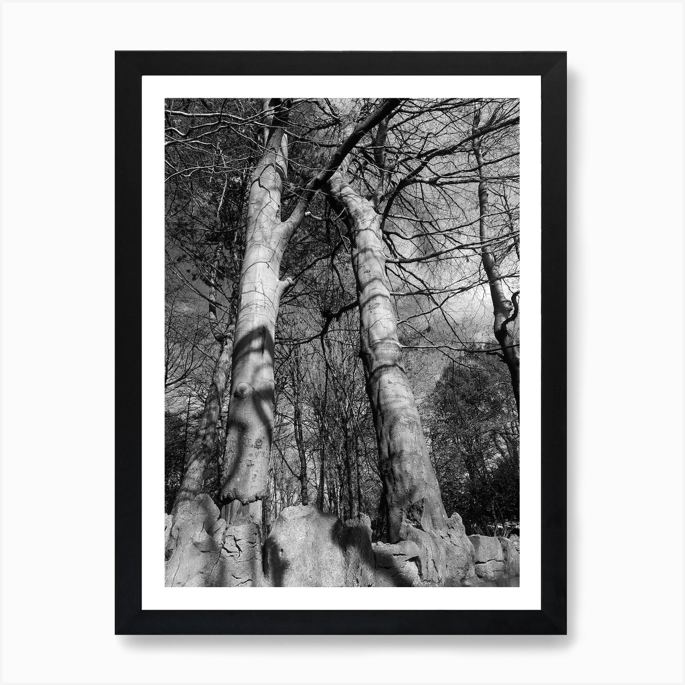 Trees in mono Art Print Framed Wall Art Poster Canvas Print Picture
