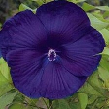 10 Dinnerplate Hibiscus Perennial Flower Seed/ Easy to Grow/ Huge 10-12 Inch Fl