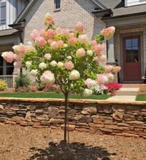50 fresh unrooted cuttings of stunning Vanilla Strawberry Hydrangea bush tree