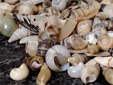 A Mixture Of Beach Shells And Shiney Treasure 