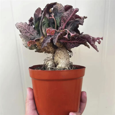 6cm Succulent Cactus Plant Euphorbia Francoisii Leandri Cactaceae Home Garden