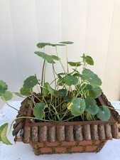 Brazilian Pennywort 10 Pcs Live Plants Aquarium Water Plant